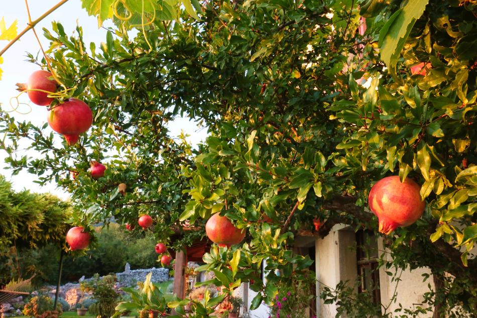 Garnet Pomegranate Tree