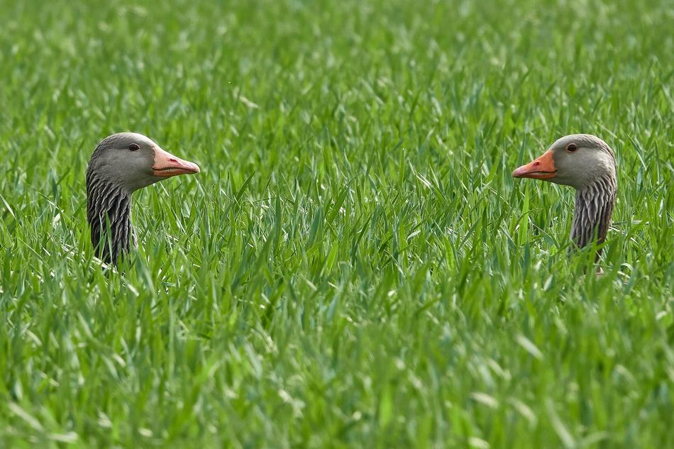 Geese Pair Grass Head