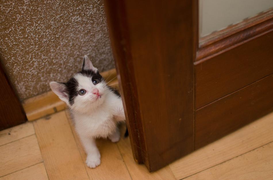 little kitten at the door