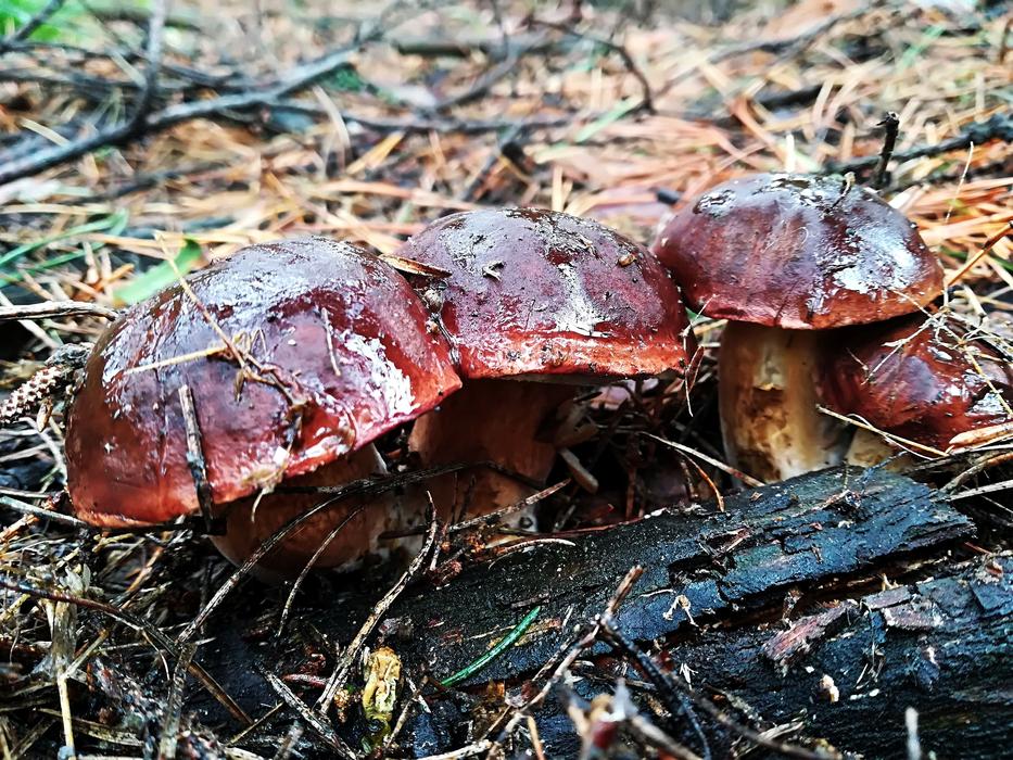 Mushrooms Autumn Forest macro