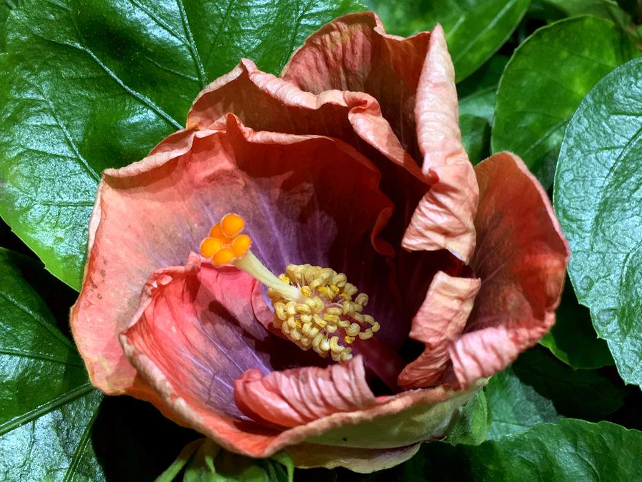 Hibiscus Purple Petals Orange