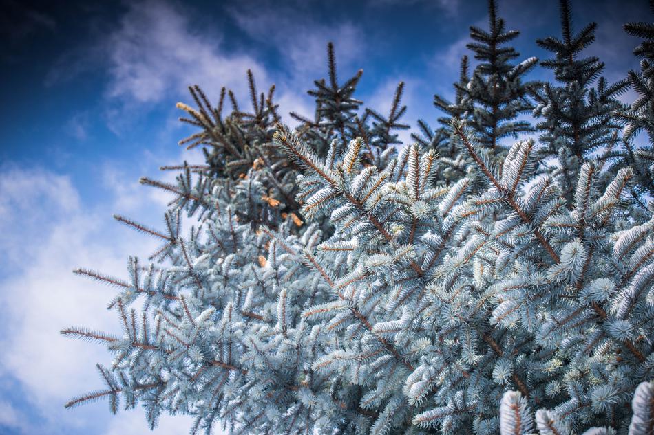 Winter Leann pine Tree in winter