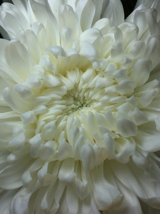 White Flower Petals