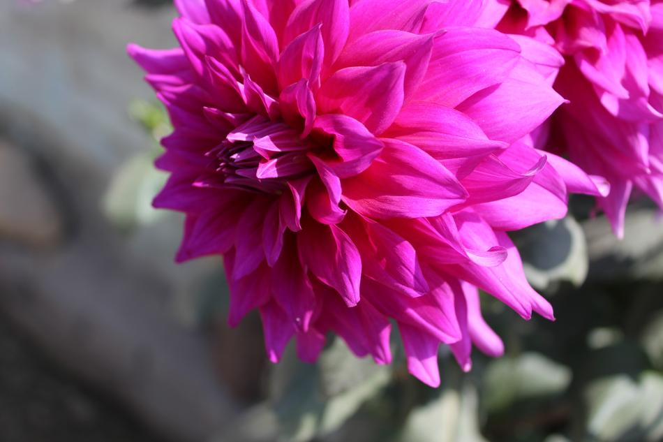 Flower Flora Nature