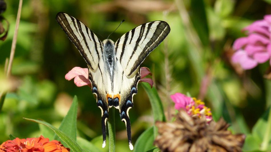 Butterfly Flower Nature