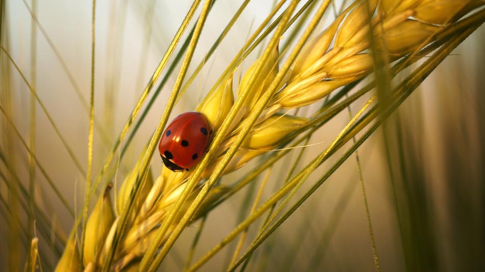 ladybug on wheat in the field