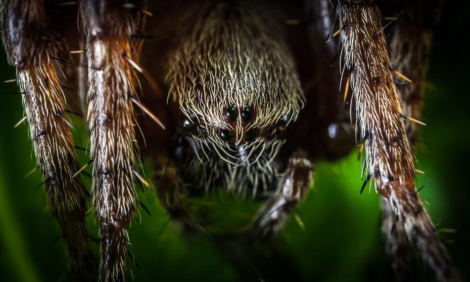 Spider Nature Insect