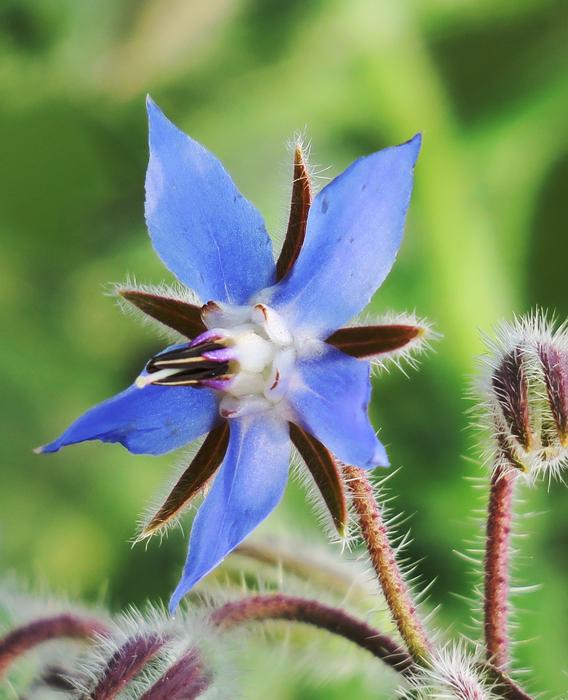 Nature Flower Outdoor