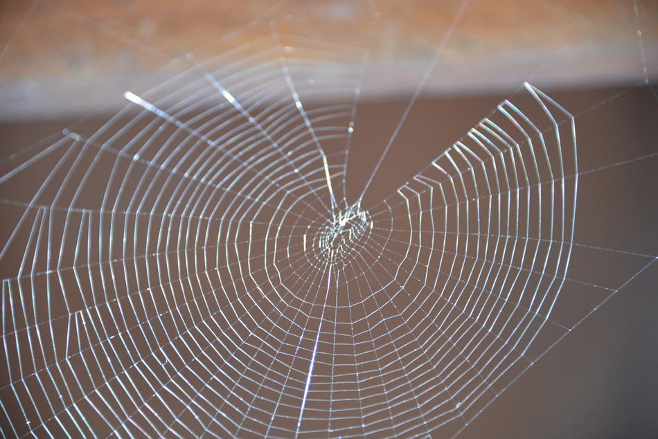 Spider Web