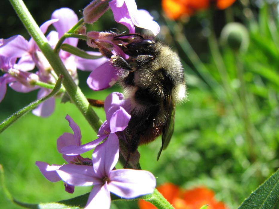 Bee Pollination Macro picture