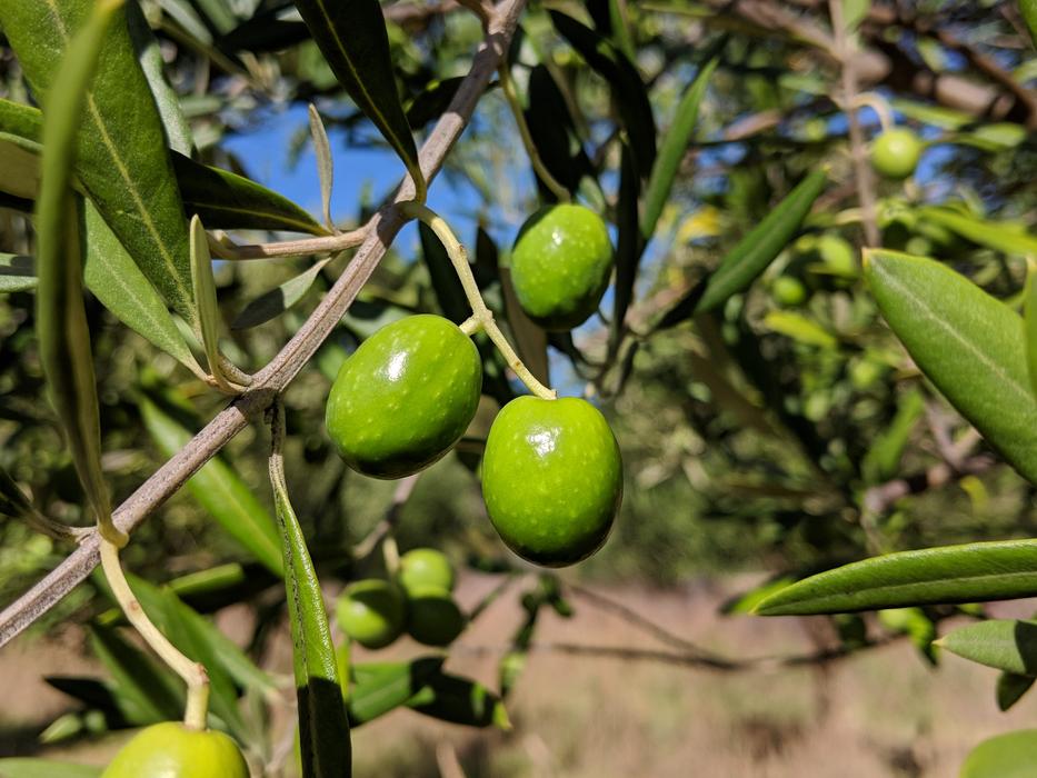 fresh olives on a tree