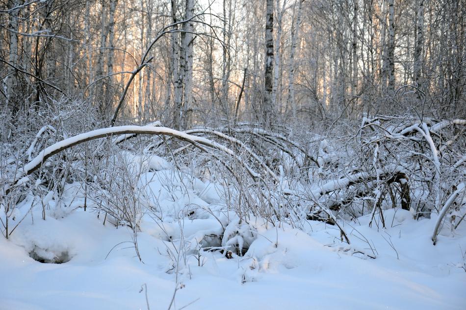 Forest Winter Snow