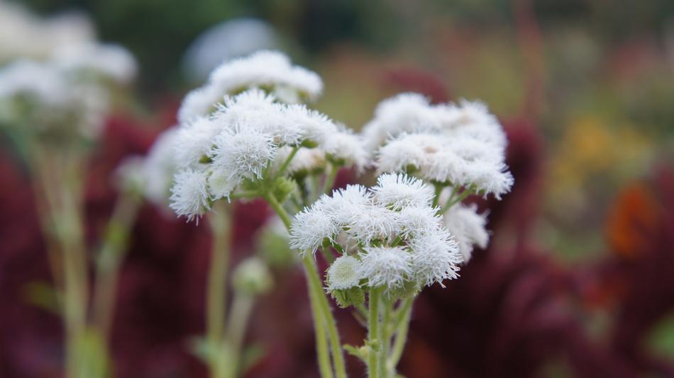 Nature Plant Flower
