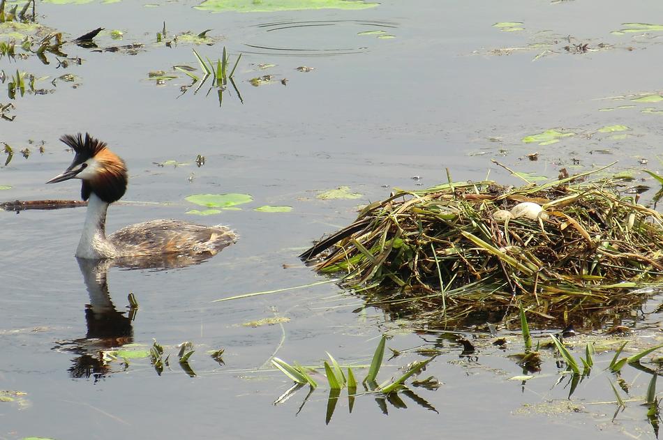 Body Of Water Birds Wildlife