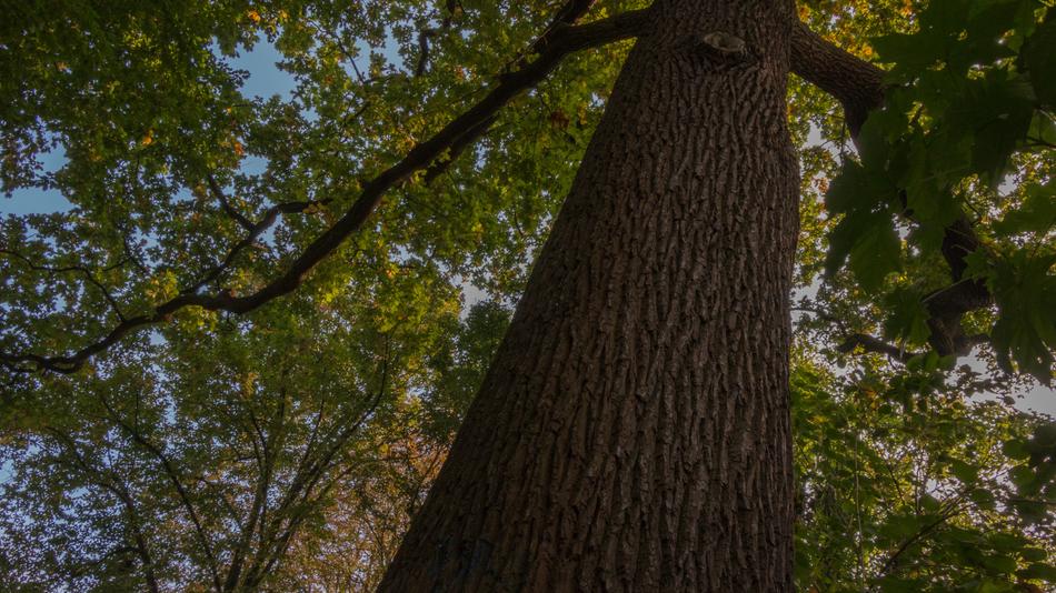 Tree Forest macro