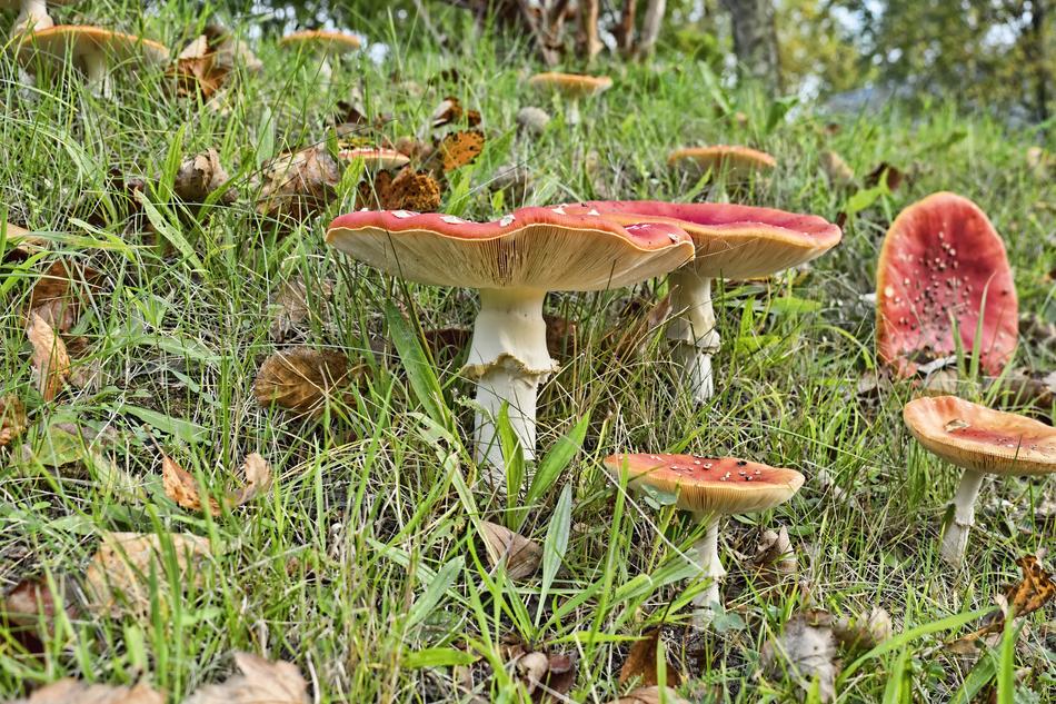 Red Fly Agaric Mushroom macro