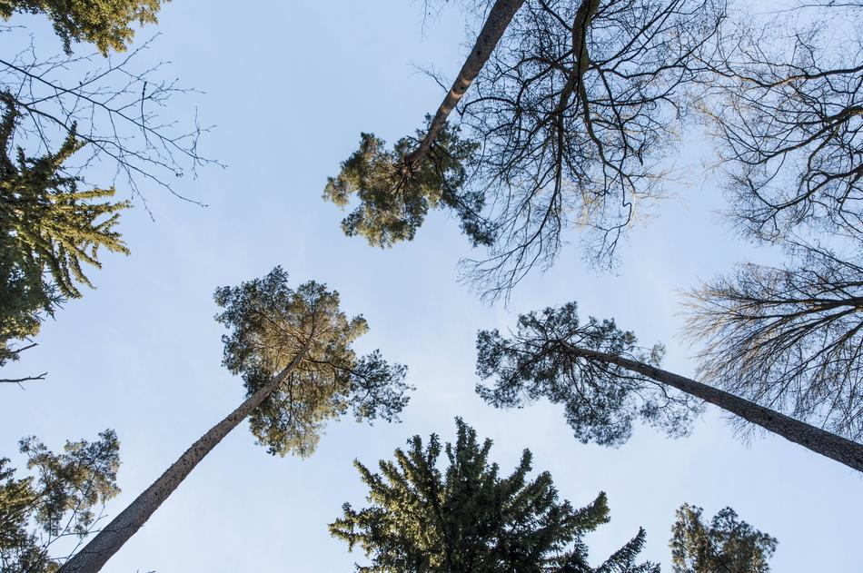 Palms Of The North Pine Forest