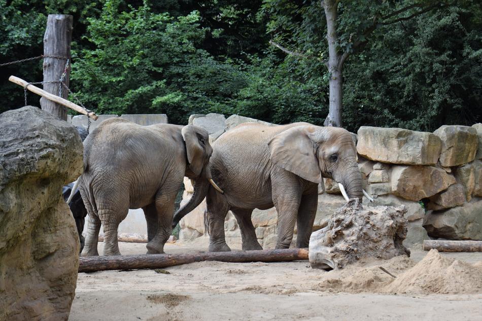 cute elephants near the rocks