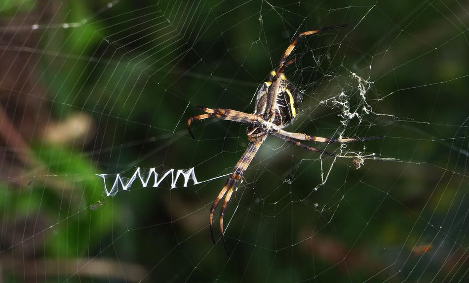 Spider Web Nature