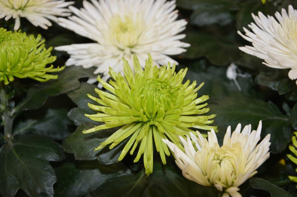 Flowers Green White