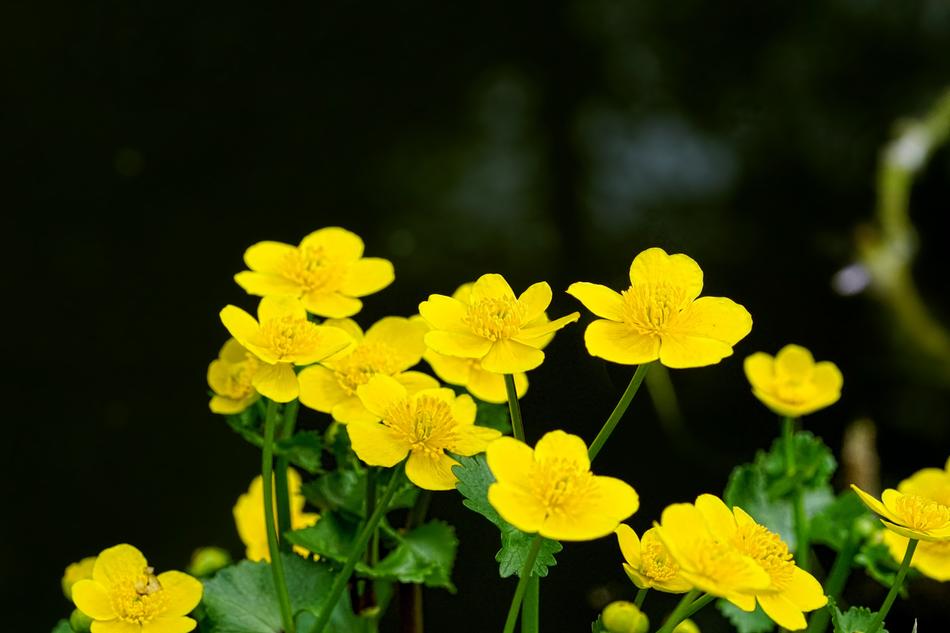 Flower Plant Nature