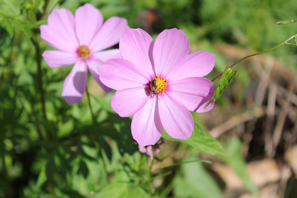 Nature Flower Flora