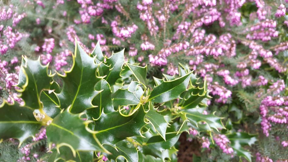 Christmas Thistle Heide