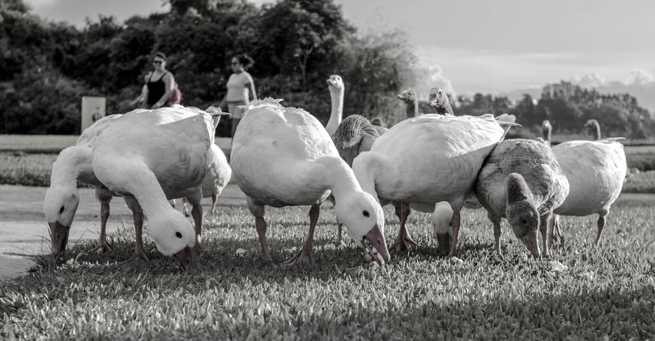 Goose Park Tranquility