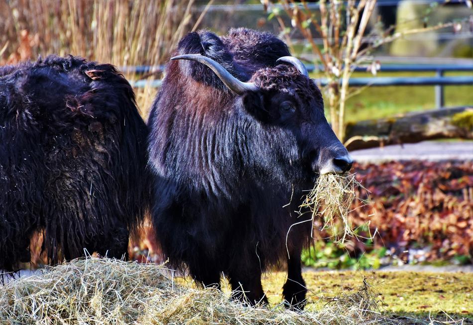 Wool Beef Galloway