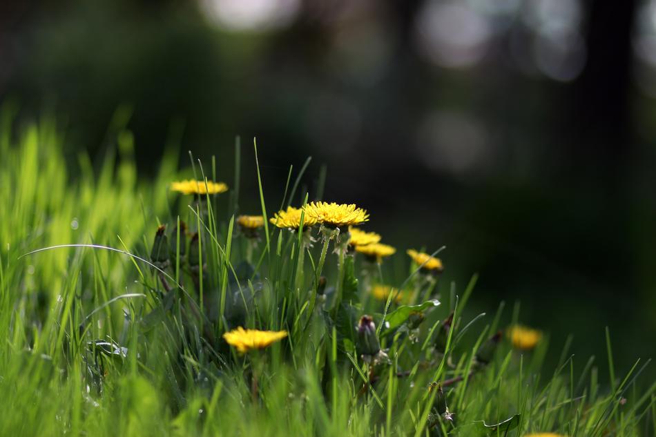 Dandelion Yellow Flower