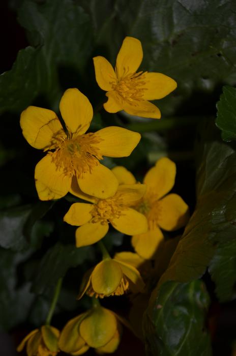Flower spring macro blur nature
