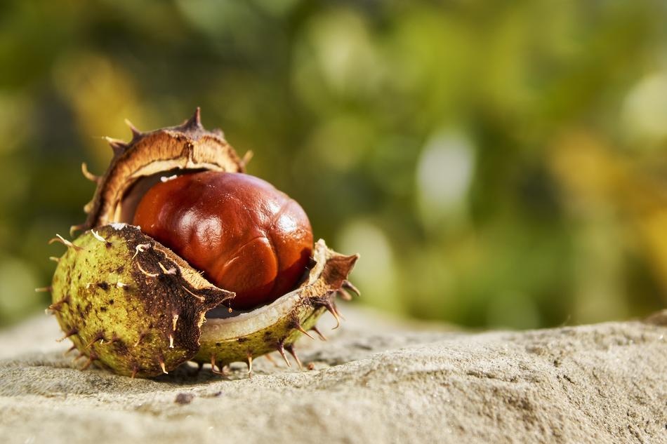 Autumn Chestnut Open