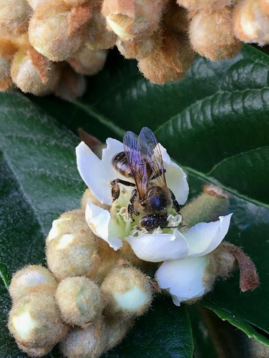 Bee Pollen Libar