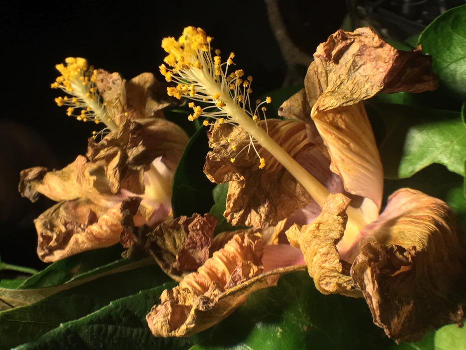 Withered Flower Reflection