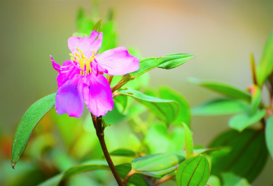 Closeup picture of purple flower in the garden