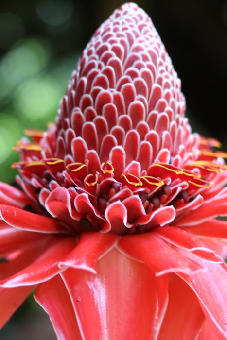 Flower Nature Plant