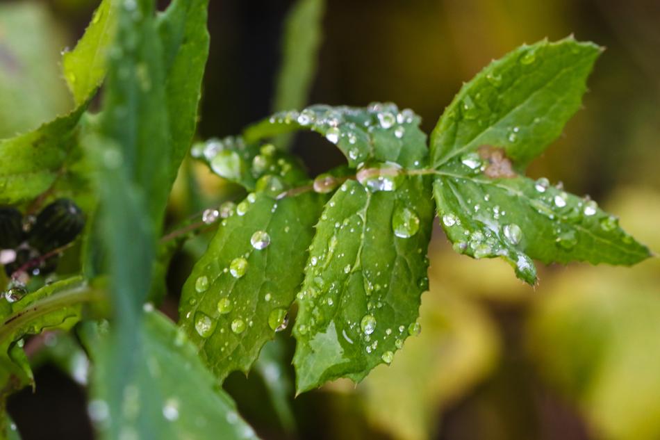 Plant Green Water Drop