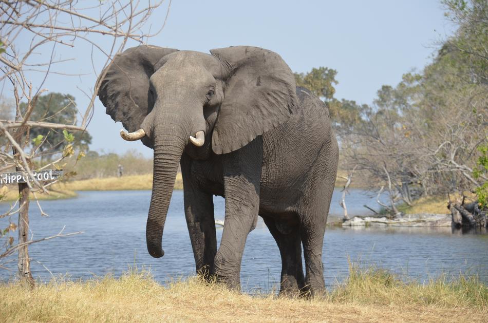 Elephant Africa Wildlife