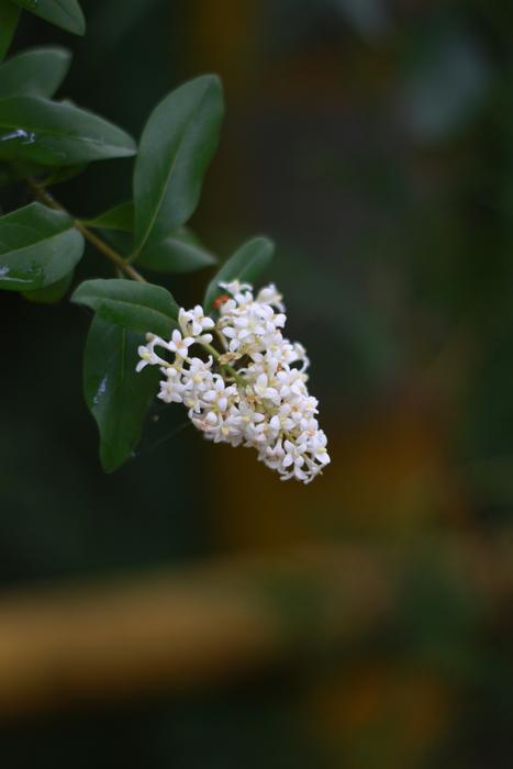 White Wildflowers Blur photo