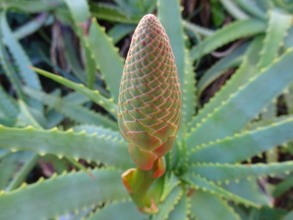 shrub in the garden
