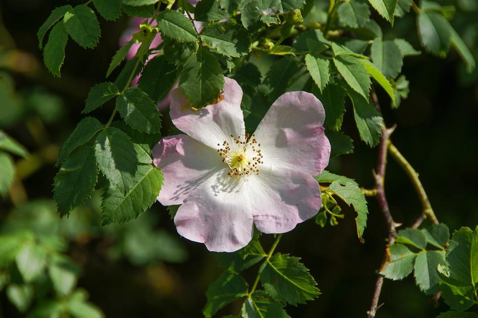 Plant Flower Nature