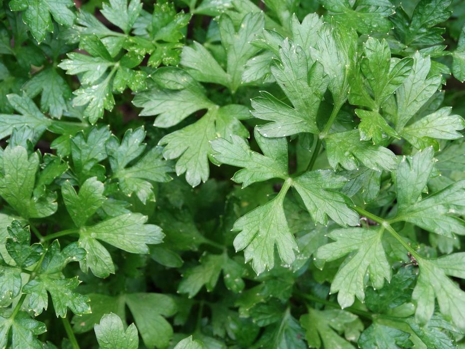 Delicious green parsley