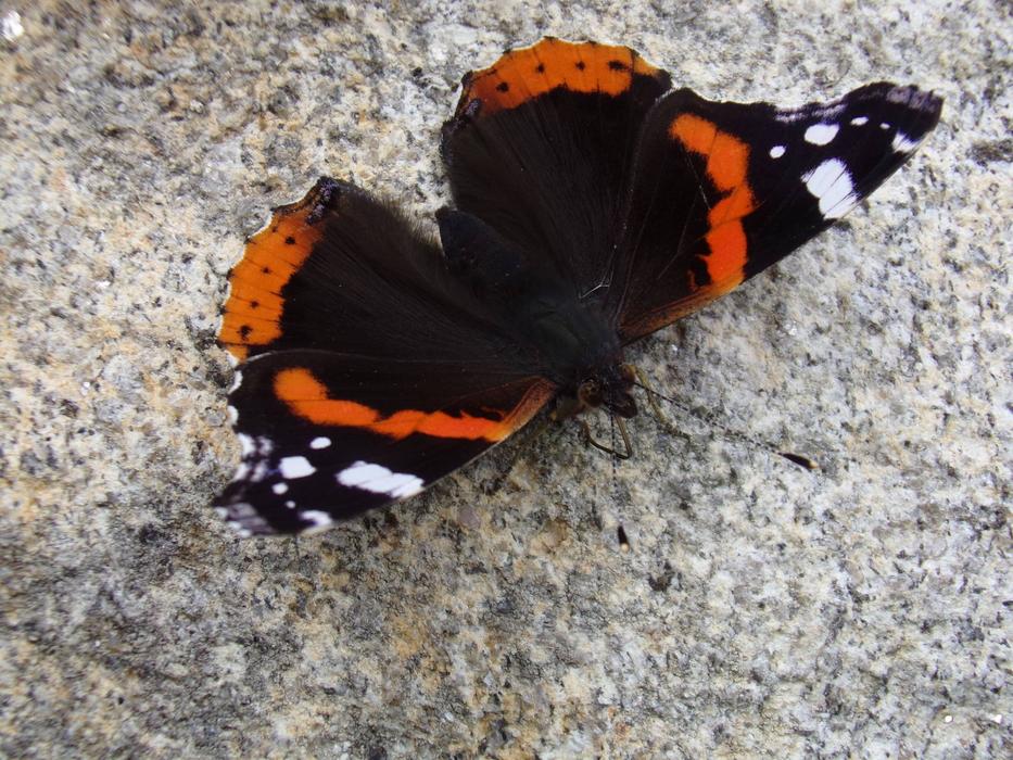 Butterfly Black White Red