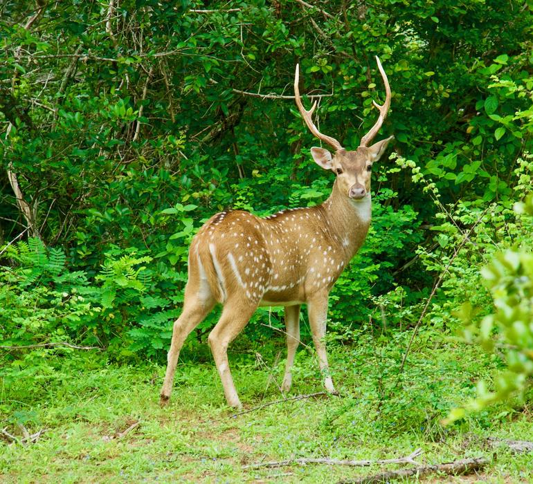 Deer Mammals Wild Animals