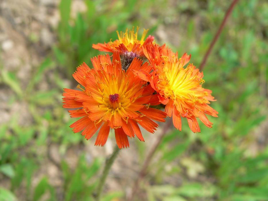 Orange Flower Spring