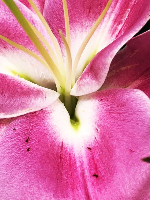 Flower Nature Plant