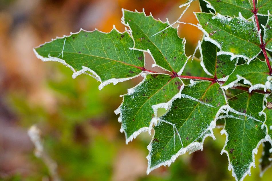 Green Plant Nature Frozen