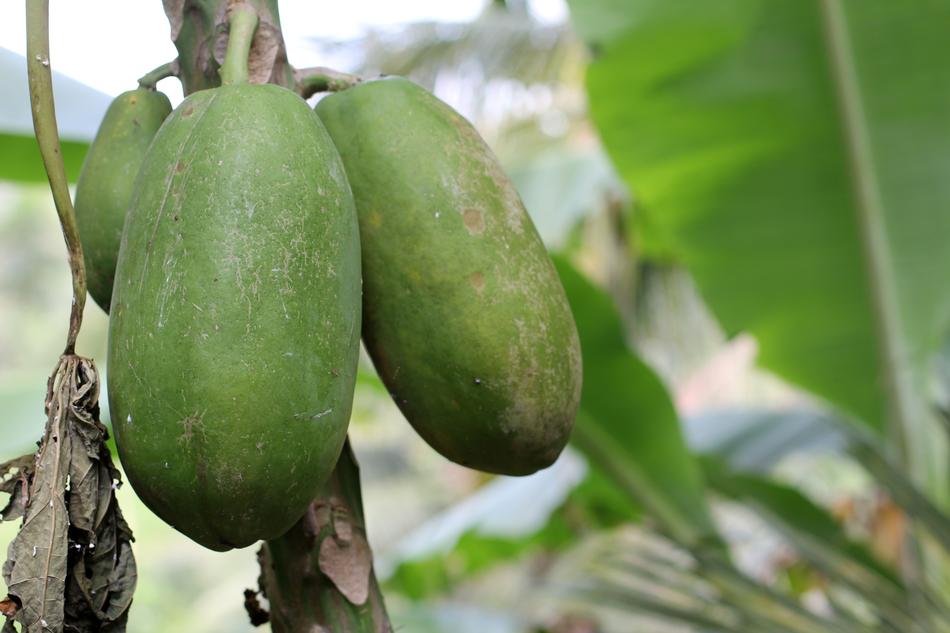 Delicious green papayas