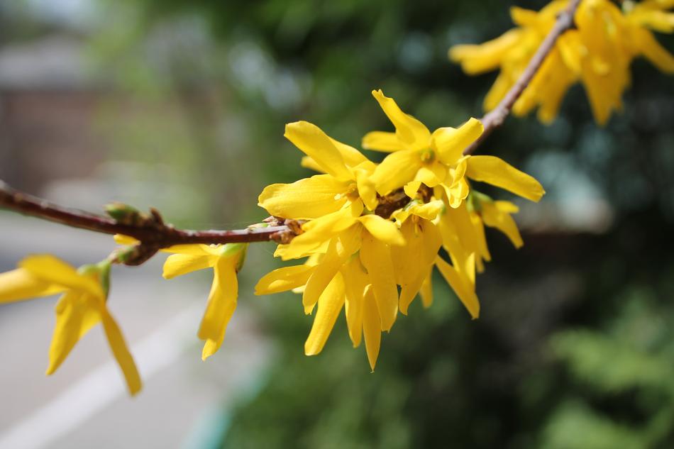 Nature Plant Flower