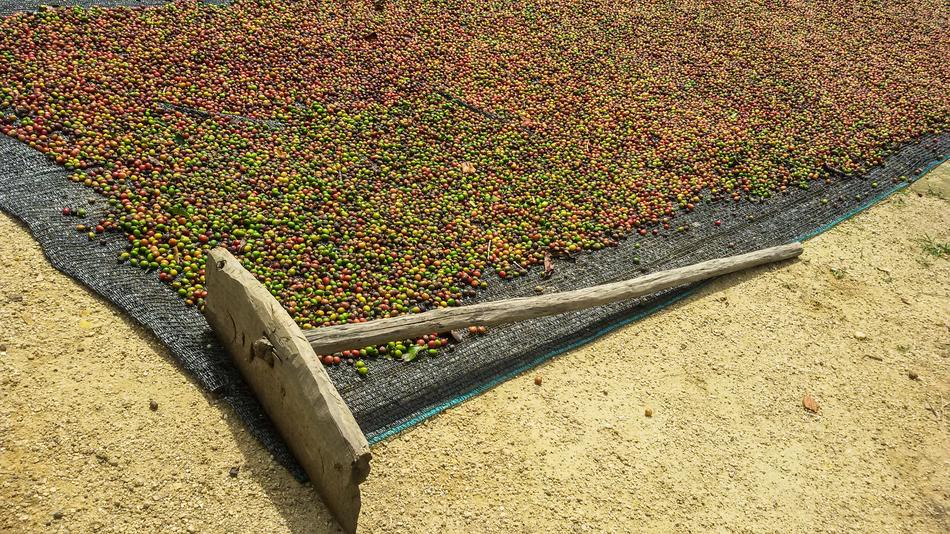 farmer fruit grains